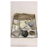 Group of Fossil Stones