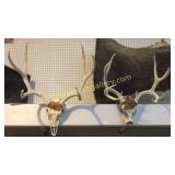 2 European Style Mule Deer Mounts