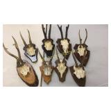 8 German Roe Deer Mounts