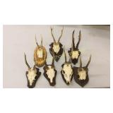8 German Roe Deer Mounts