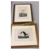 2 Audubon Prints