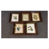 5 Shadow Box Framed Botanical Prints