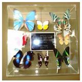 Real Pressed Butterflies Shadow box