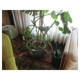 Large ceramic flower pot w/ live plant, water can