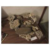 Petrified wood, rocks