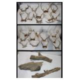 Antlers & Driftwood