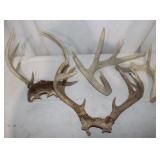 2 Antler Mounts & 2 Single Antlers
