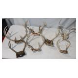 7 Antler Mounts