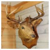 1944 tagged 8 Pt. Deer Head Mount, 25"x22"x28" T