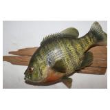Bluegill Fish Wall Mount 12"x9.5"