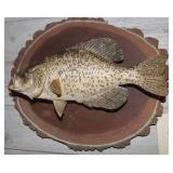 Crappie Wall Mount 16x13", Fish is 13" Long