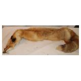 Fox Pelt, 50" Long