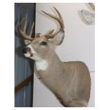 8 Point Whitetail Deer Shoulder Mount 18"W x 33"H