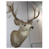 9 Point Deer Shoulder Mount 24"w x 39"H