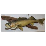 Walleye Mount on Driftwood 24"x6"x8"