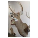 8 Point Whitetail Deer Shoulder Mount 15"W x 35"H