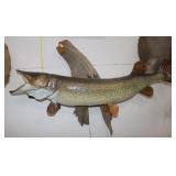 Northern Pike Mount on Driftwood 38"x10"x25"