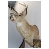 Whitetail Deer Shoulder Mount 15"W x 29"H