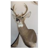 8 Point Whitetail Deer Shoulder Mount 16"W x 35"H