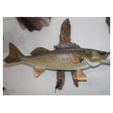 Walleye Fish  Mount On Driftwood 24"x10"x19"