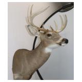 8 Point Deer Shoulder Mount 15"W x 27"H