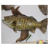 Smallmouth Bass Mount On Driftwood 19"x8.5"x17"