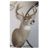 8 Point Deer Shoulder Mount 16.5"W x 33"H
