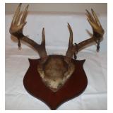 8 Point Deer Antler Wall Mount, 16.5" wide, Has