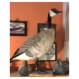 Canadian Goose Mount