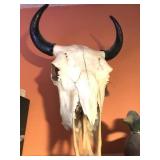 Horned Cow Skull Horned Cow Skull