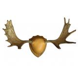 Moose Antler Taxidermy Plaque Mount