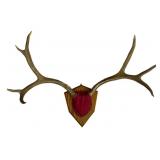 Deer Antler Mount