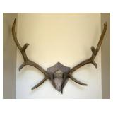 Elk Antler Wall Mount