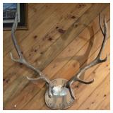 Elk Antler Mount