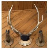 Elk Antler Mount & Hoof Mounts