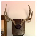 Deer Antler Mount