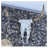 Weathered Cow Skull
