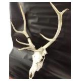 Rare Elk Antlers Skull With Ivory