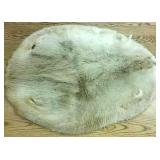 Large White Beaver Pelt