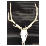 Rare Elk Antlers Skull With Ivory