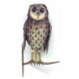 Perched Owl Metal Art