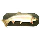 Big Mission Lake Trophy Trout Mount