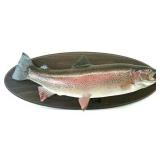 Ennis Lake Trophy Trout Mount