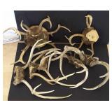7 Sets Of Deer Antlers