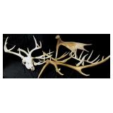Assorted Deer, Elk & Moose Antlers