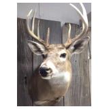 Whitetail Deer Mount