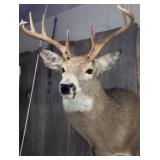 Whitetail Deer Mount