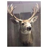 Mule Deer Mount