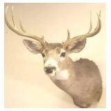 Deer Head Mount, Buck
