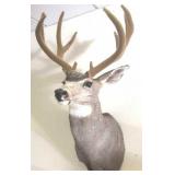 Mule Deer 5 x 4 Mount with Felted Rack
